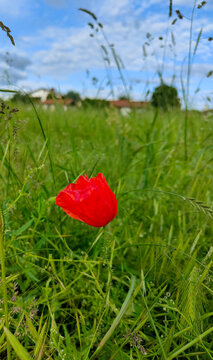 Un papavero solitario in mezzo ad un campo di spighe con attorno dei piccoli fiorellini colorati e sullo sfondo un caseggiato con qualche albero e un cielo azzurro