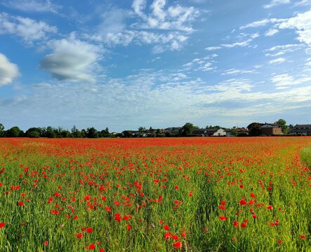 Campo di spighe riempito di papaveri rosso fuoco sotto un cielo blu con qualche nuvola bianca e grigia