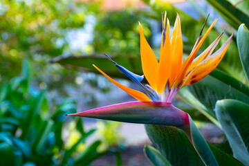 Fototapeta na wymiar Strelitzia Reginae flower closeup, Bird of paradise flower, Symbol of Madeira island
