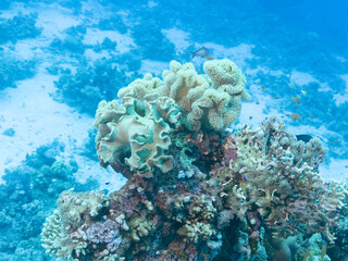Porites coral or genus of stony coral in the depths of the Red sea, travel concept