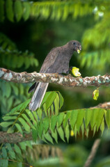 Pérroquet noir des Seychelles ,  Vasa des SeychellesSeychelles Black Parrot, Coracopsis nigra barklyi, Ile Praslin, Seychelles © JAG IMAGES
