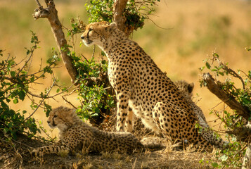Guépard, cheetah, Acinonyx jubatus, Parc national de Masai Mara, Kenya
