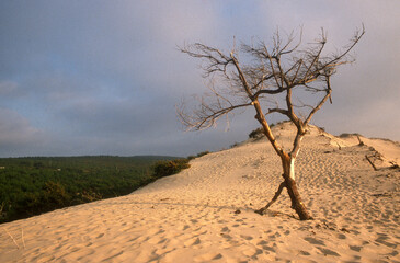 Dune du Pilat, Réserve du Banc d'Arguin, Bassin d'Arcachon, Landes de Gascogne, 33, Gironde, France