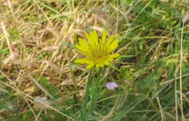 Great Goat's beard (Tragopogon dubius) is a self-growing plant in pastures, meadows and roadsides.