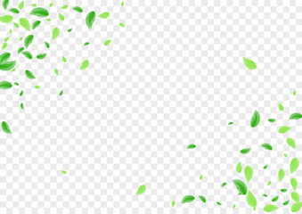 Light Green Plant Background Transparent Vector. Leaves Concept Texture. Bio Design. Greenish Simple Card. Vegetation Set.