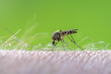 A mosquito sat on a person's skin and prepared to take a bite, close-up