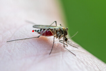 A mosquito has landed on a person's skin, bites the skin and drinks the blood of a person, close-up