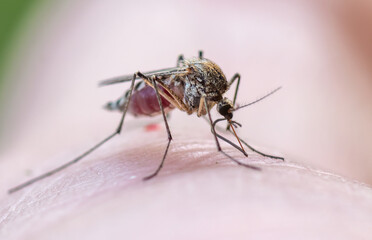 A mosquito has landed on a person's skin, bites the skin and drinks the blood of a person, close-up