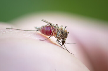 A mosquito has landed on a person's skin, bites the skin and drinks the blood of a person, close-up