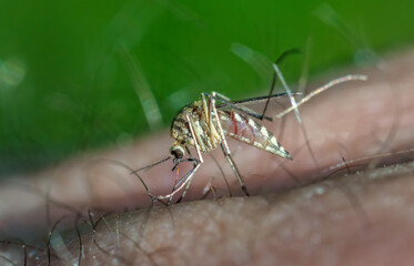 A mosquito landed on a man's skin, bit and drinks human blood, close-up