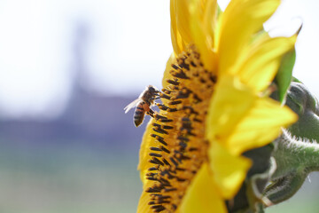 honey bee flies around the sun flower collecting nectar in spring time