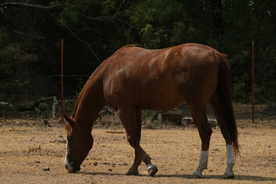 Summer drought shows sorrel horse grazing on dry pasture field grass.