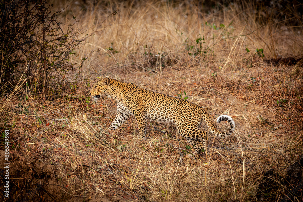 Wall mural portrait of a wild leopard