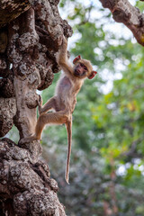 Fototapeta na wymiar small monkey clinging to a tree