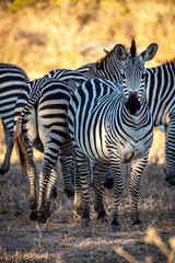 group of African zebras