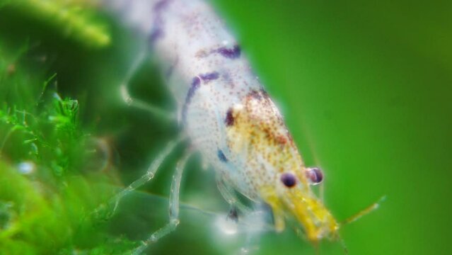 Tiger Shrimp Caridina cf. Cantonensis &ldquo;Tiger&rdquo;|虎纹虾