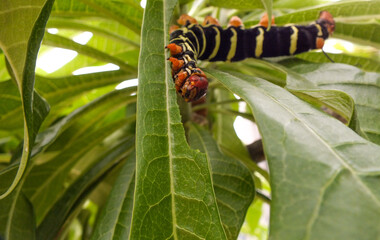 jasmine caterpillar 