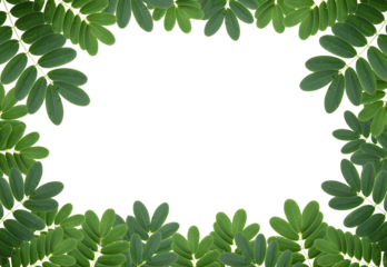 green leaf with drops of water isolated with clipping path