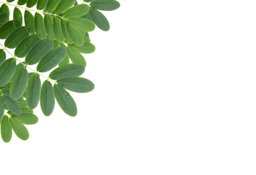 green leaf with drops of water isolated with clipping path