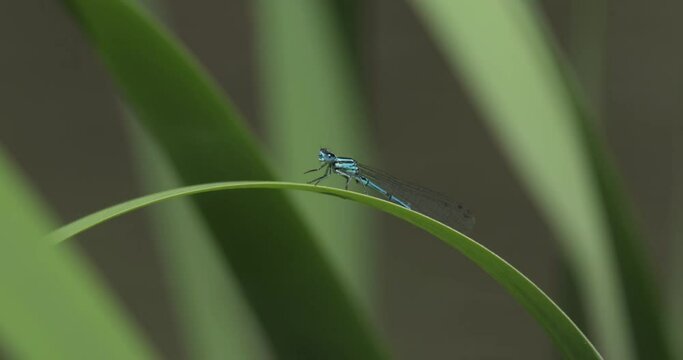 An azure damselfly resting on a green leaf