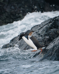 Two adelie penguins dive into the water in Antarctica while their friends excitedly cheer them on