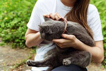 the process of putting a collar against ticks and fleas on a cat. protective collar. girl holds a cat in her arms and dresses