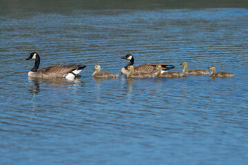 Canada geese goslings