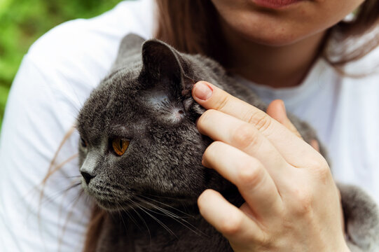 The girl found a tick in a cat. a pet with a tick. The tick sucks blood from the cat. cat examination.