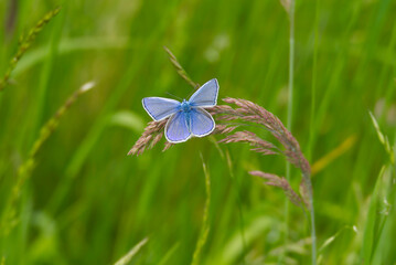 Common blue (Polyommatus icarus) Butterfly sitting on a grass blade in Zurich, Switzerland