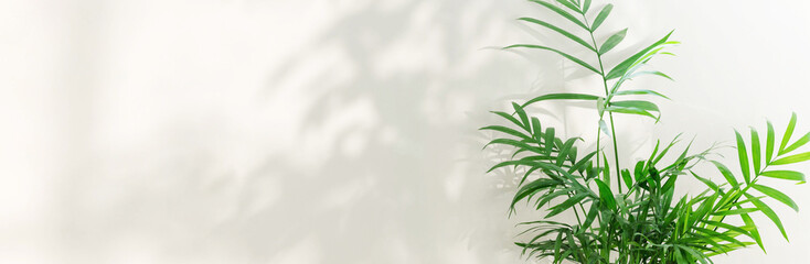 Fresh green leaves of tropical palm against white wall background and bright shadows.