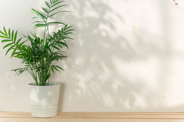 Fresh green leaves of tropical palm against white wall background and bright shadows.