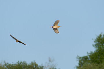 Bittern (Botaurus stellaris) in flight over the Ham Wall nature reserve in Somerset, England, United Kingdom