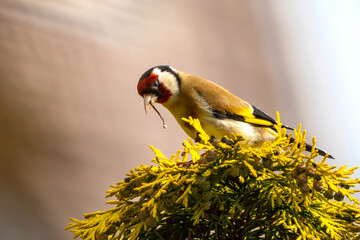 goldfinch sitting on a hedgerow