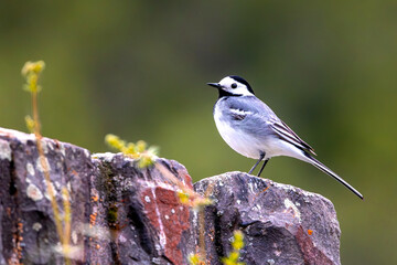 white wagtail perched on a wall