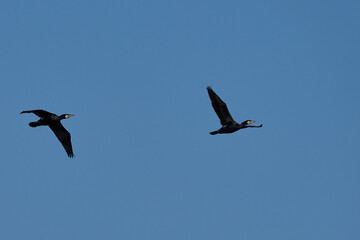 Pair of Cormorant (Phalacrocorax carbo) flying over a nature reserve at Ham Wall in Somerset, United Kingdom.