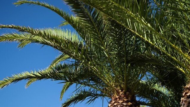 Beautiful tropical palm tree in Ibiza. Beautiful palm trees on the beach