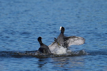 Eurasian coot (Fulica atra) fighting on a lake in Ham Wall nature reserve in Somerset, England, United Kingdom.  