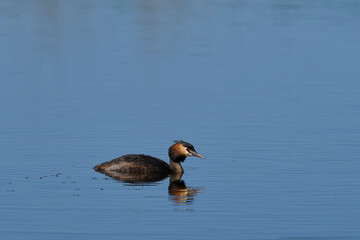 Great Crested Grebe (Podiceps cristatus) on a lake at Ham Wall in Somerset, United Kingdom.