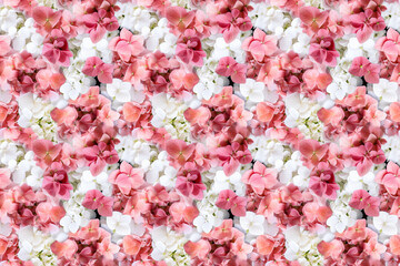 	
Beautiful blossoming tender pink and white hydrangea flowers texture. Realistic hydrangea flowers seamless pattern