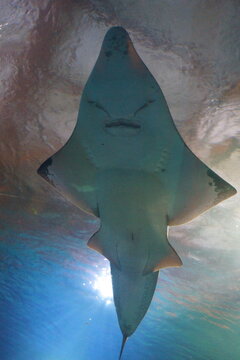 Płaszczka pod wodą