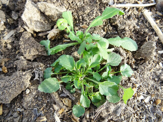 Field violet in natural conditions, weeds in the field close-up, plant protection