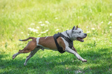 American Staffordshire Terrier in working trials
