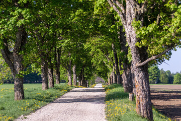 Beautiful spring morning of May 2023 looking down a scenic road leading to a number of local farms on the outskirts of a small rural town of Tapa, The scene showing trees blossoming and green grass