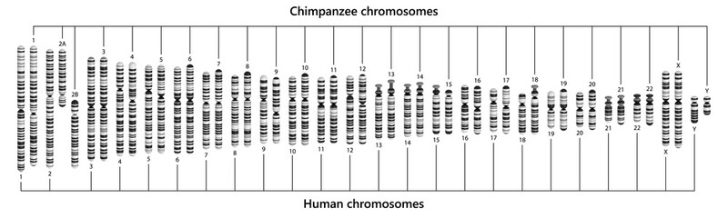 Comparison of human and chimpanzee chromosomes. Human and chimpanzee karyotypes.  