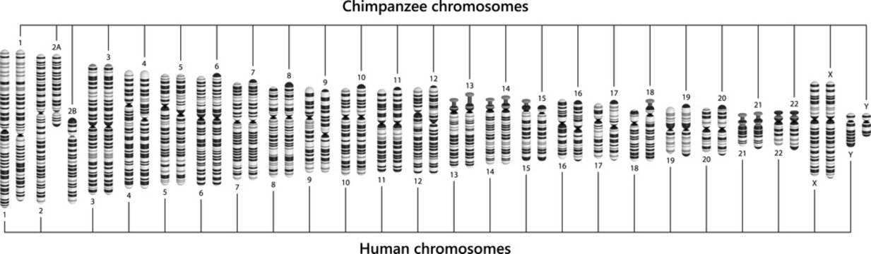Comparison of human and chimpanzee chromosomes. Human and chimpanzee karyotypes.
