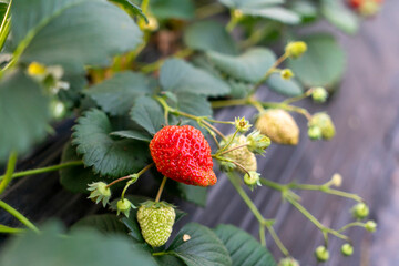 Obraz premium Strawberry Plantation in the Greenhouse