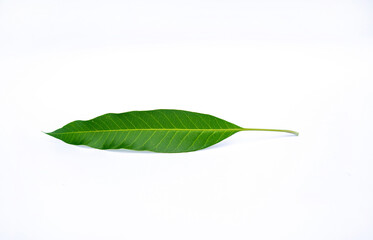 Obraz premium mango leaf