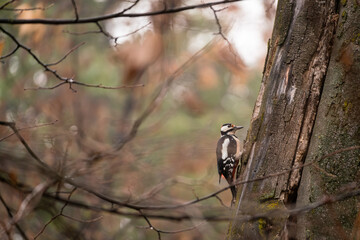 great spotted woodpecker on tree
