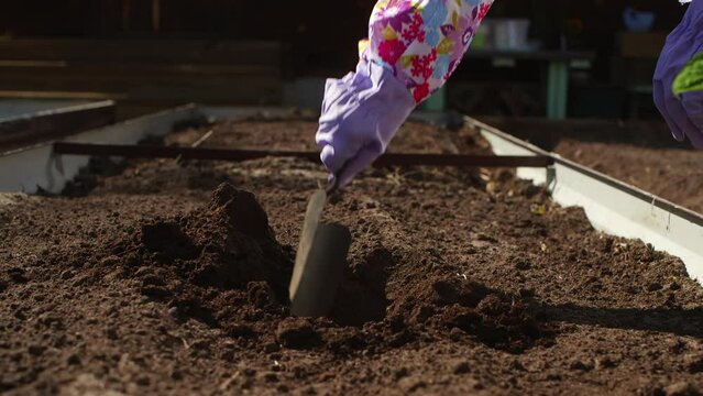 Woman gardener preparing soil in garden bed to seeding plant digging with scoop, hands in rubber gloves close-up. Gardening, farming, seasonal works on farm, agricultural planting in village.