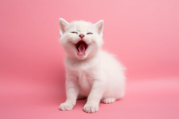 Fototapeta premium A cute little fluffy white baby kitten yawning with her mouth wide open. Sleepy yawning long-haired kitten on flat pink background with copy space, flatlay. Generative AI professional photo imitation.